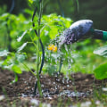 Understanding Plant Types and Water Needs for Efficient Irrigation Schedules