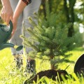 Deep Watering: The Ultimate Guide to Efficient Irrigation