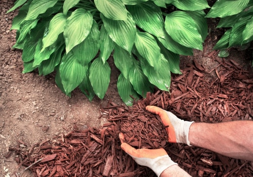 A Complete Guide to Mulching for Water Management and Conservation